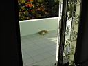 Gomer the cat - 1.jpg